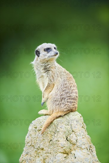 Meerkat