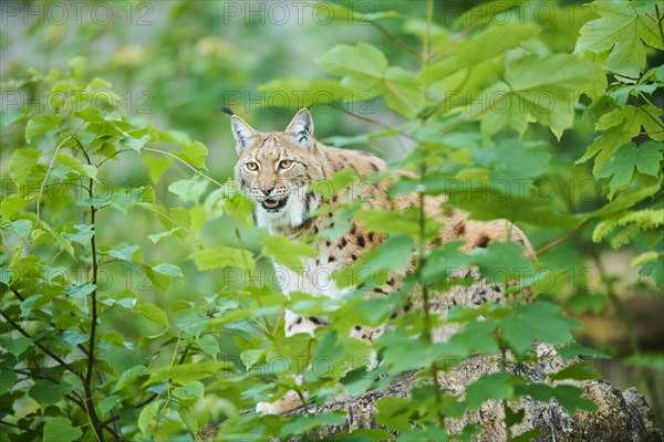 Eurasian lynx