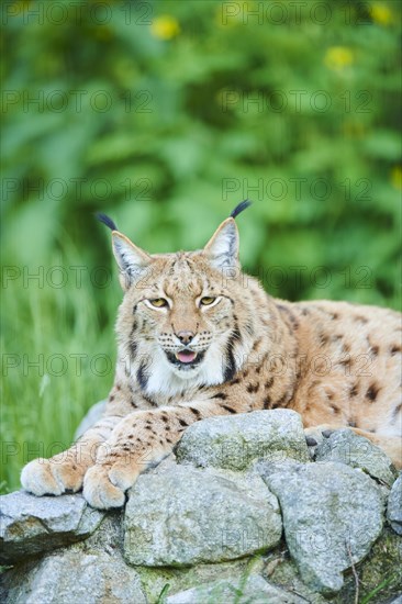Eurasian lynx