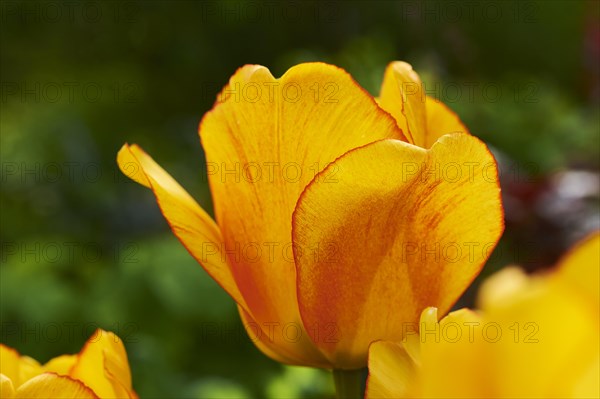 Garden tulip