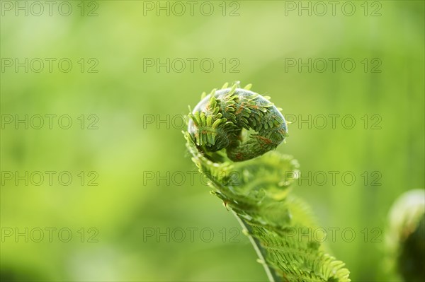 Male fern