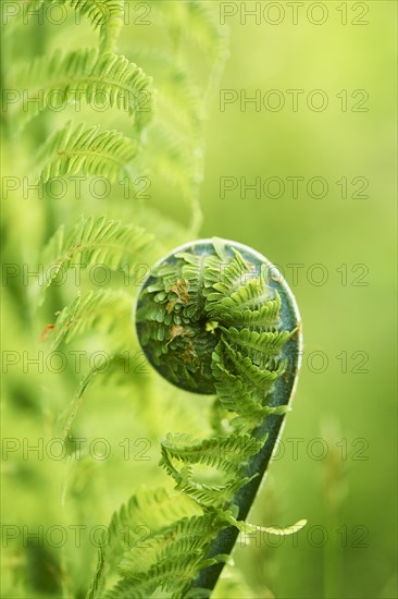 Male fern