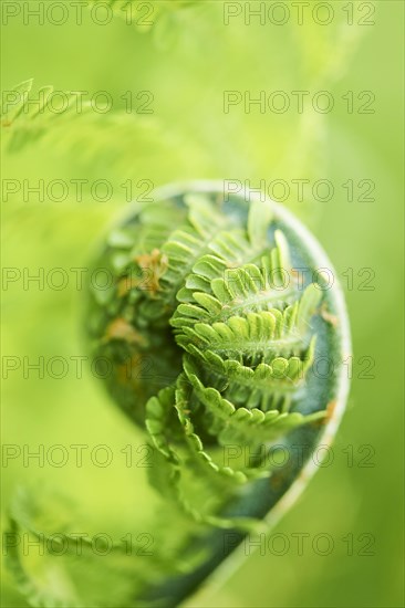 Male fern