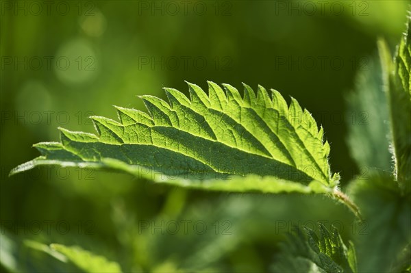 Common nettle