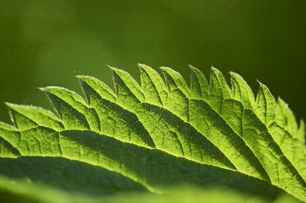 Common nettle