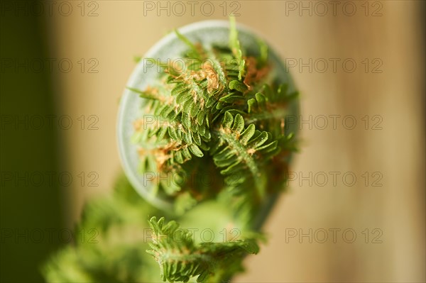 Male fern