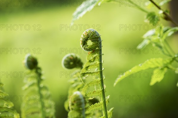 Male fern