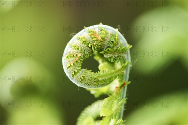 Male fern