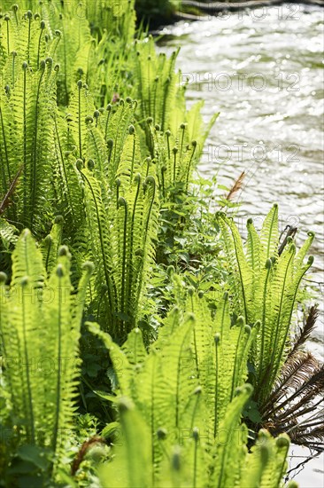 Male fern