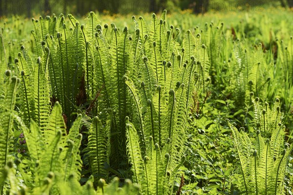 Male fern