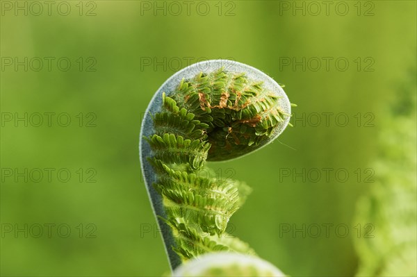 Male fern