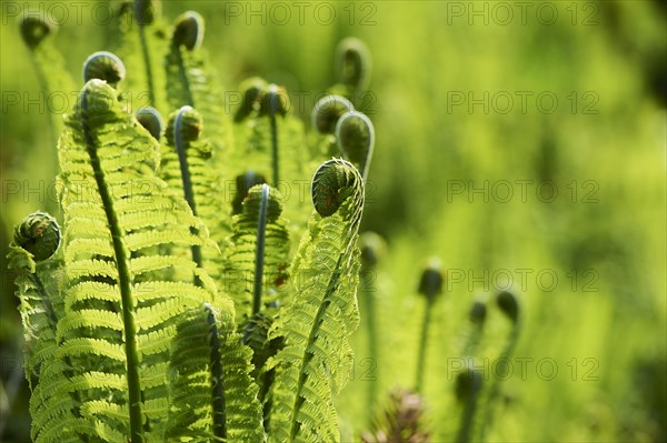 Male fern