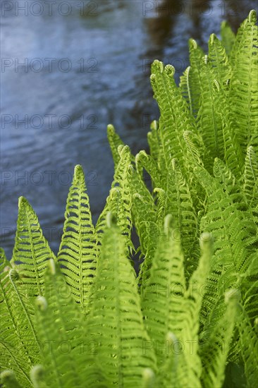 Male fern