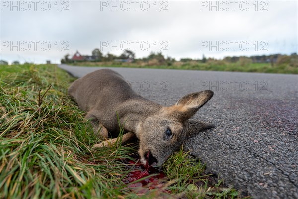 Carcass of a deer lying on a country road