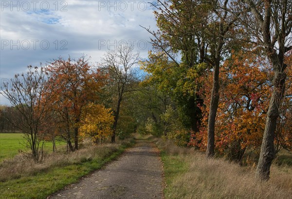 Old cobblestone road in the Nuthe-Nieplitz lowlands near Tremsdorf