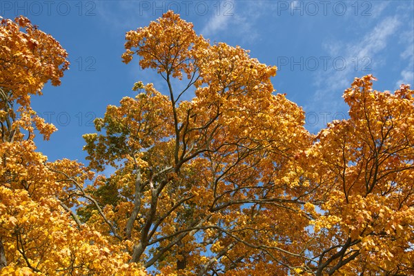 Crown of a maple tree in the autumn sun in the Nuthe-Nieplitz lowlands near Tremsdorf