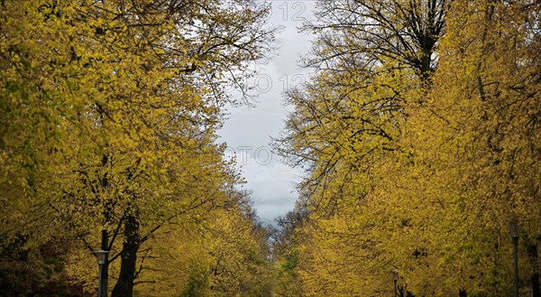 Tree tops in autumn in Altdorfer Straße
