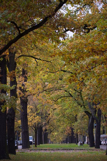 Trees in autumn on the central reservation of Potsdamer Straße