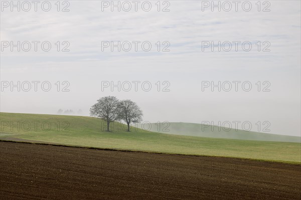 Farmland and two trees in the fog