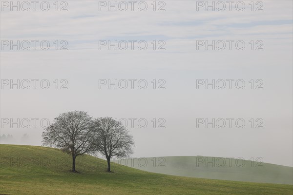 Farmland and two trees in the fog