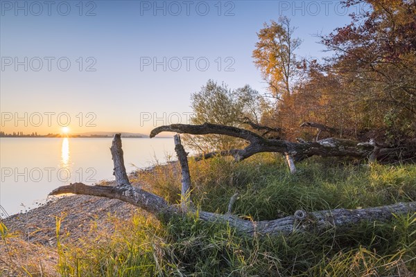 Sunset with blue sky on autumnal shore with old trees in Allensbach