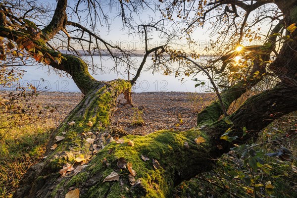 Sunset with blue sky on autumnal shore with old trees in Allensbach