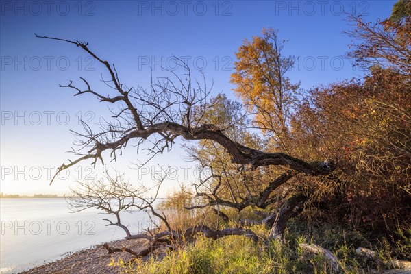 Sunset with blue sky on autumnal shore with old trees in Allensbach