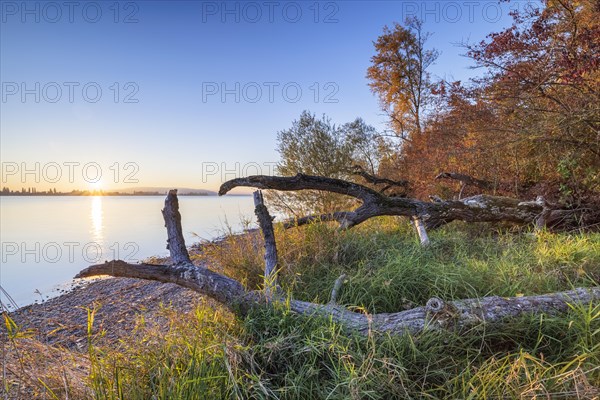 Sunset with blue sky on autumnal shore with old trees in Allensbach