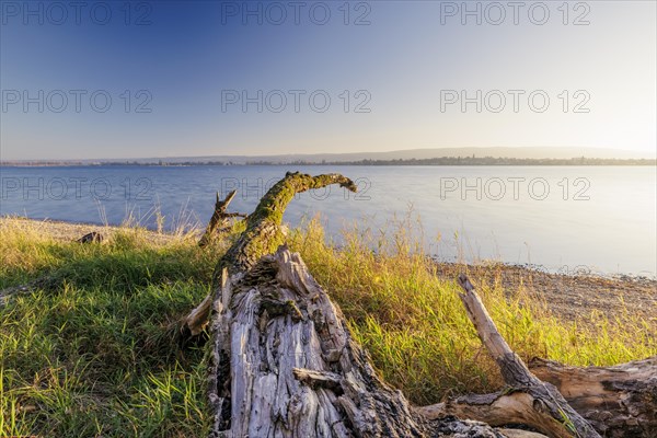 Sunset with blue sky on autumnal shore with old trees in Allensbach