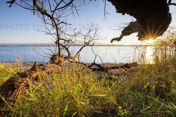 Sunset with blue sky on autumnal shore with old trees in Allensbach