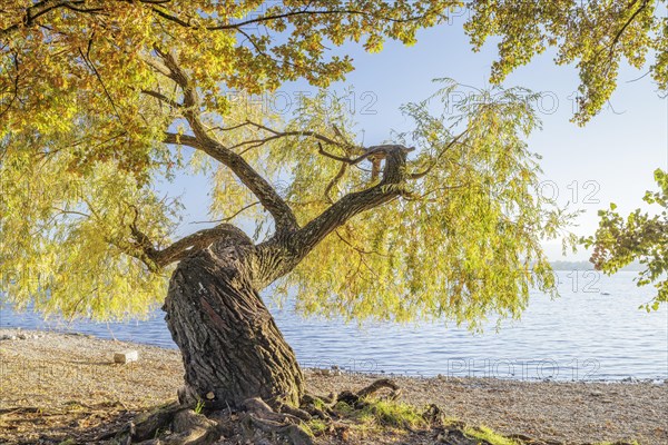 Sunset with blue sky on autumnal shore with old trees in Allensbach