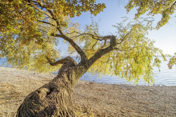 Sunset with blue sky on autumnal shore with old trees in Allensbach