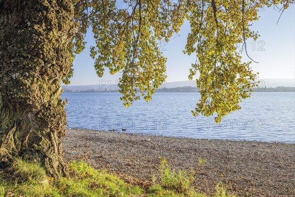 Sunset with blue sky on autumnal shore with old trees in Allensbach