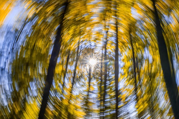 Tree tops with autumn leaves with swirl effect