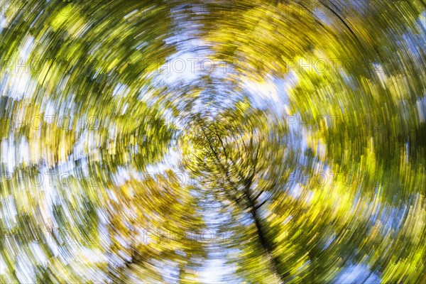 Tree tops with autumn leaves with swirl effect