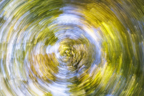 Tree tops with autumn leaves with swirl effect