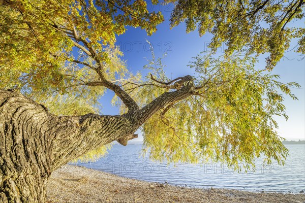 Sunset with blue sky on autumnal shore with old trees in Allensbach