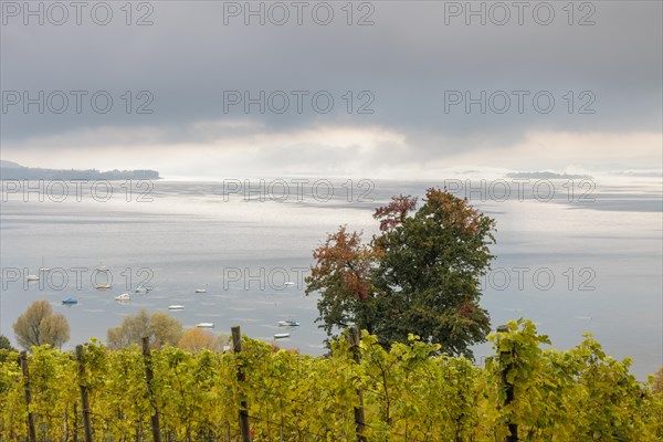 Foggy atmosphere over Lake Constance on an autumn morning