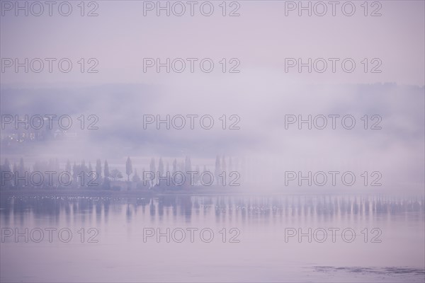 Foggy atmosphere at sunrise with view of the Seerhein