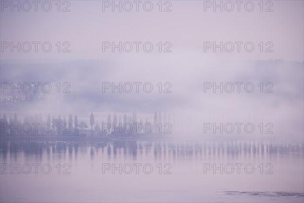 Foggy atmosphere at sunrise with view of the Seerhein