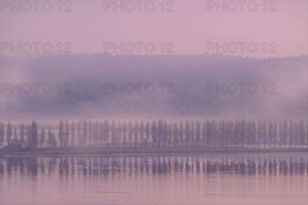 Foggy atmosphere at sunrise with view of the Seerhein