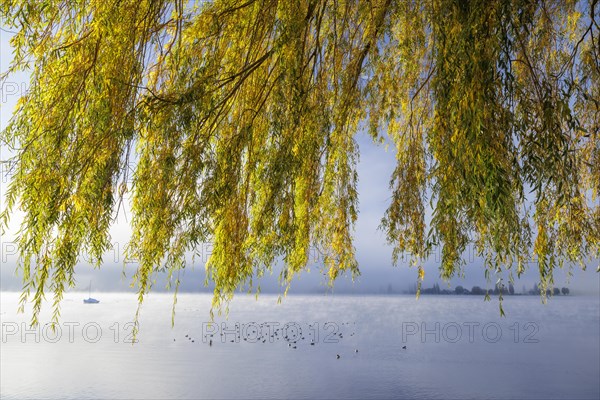 Fog over Lake Constance on an autumn morning with boats