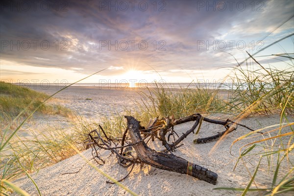 Sunset in the dunes at the North Sea