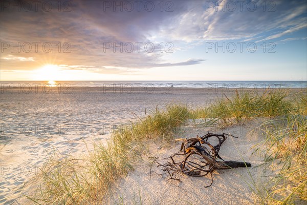 Sunset in the dunes at the North Sea