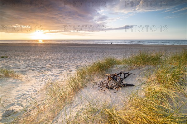 Sunset in the dunes at the North Sea