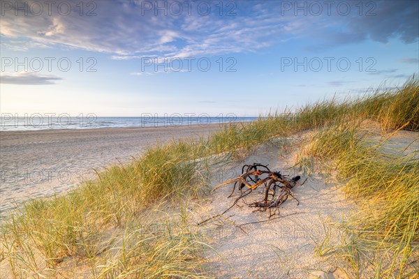 Sunset in the dunes at the North Sea