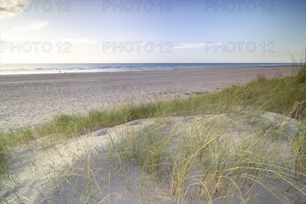 Dune landscape on the North Sea coast in De Panne