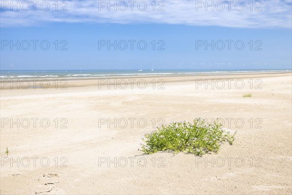 Dune landscape on the North Sea coast in De Panne