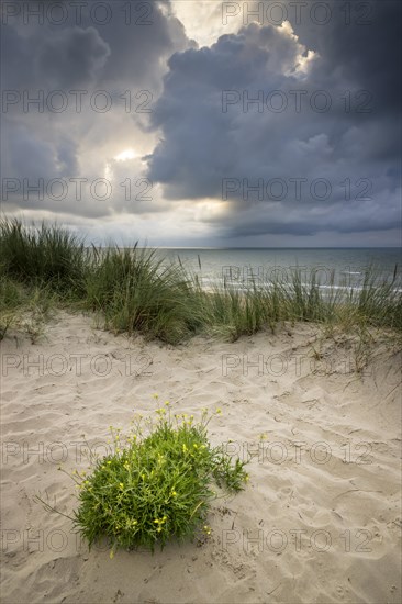 Evening mood with cloudy sky and rain on the beach and in the dunes of De Panne