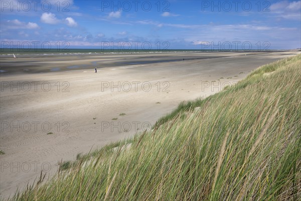 Dune landscape on the North Sea coast in De Panne